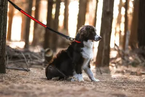 Dogness LED Leash