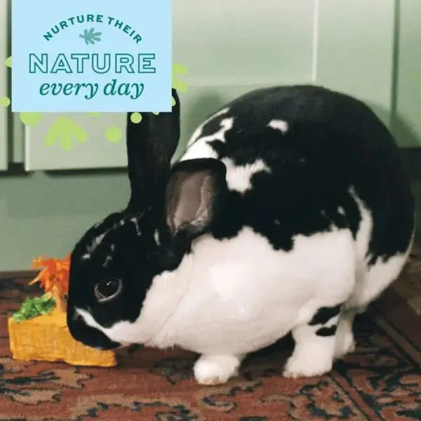 Oxbow Enriched Life - Birthday Party Pack