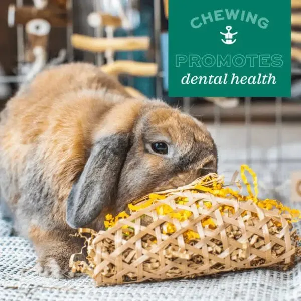 Oxbow Enriched Life - Birthday Party Pack