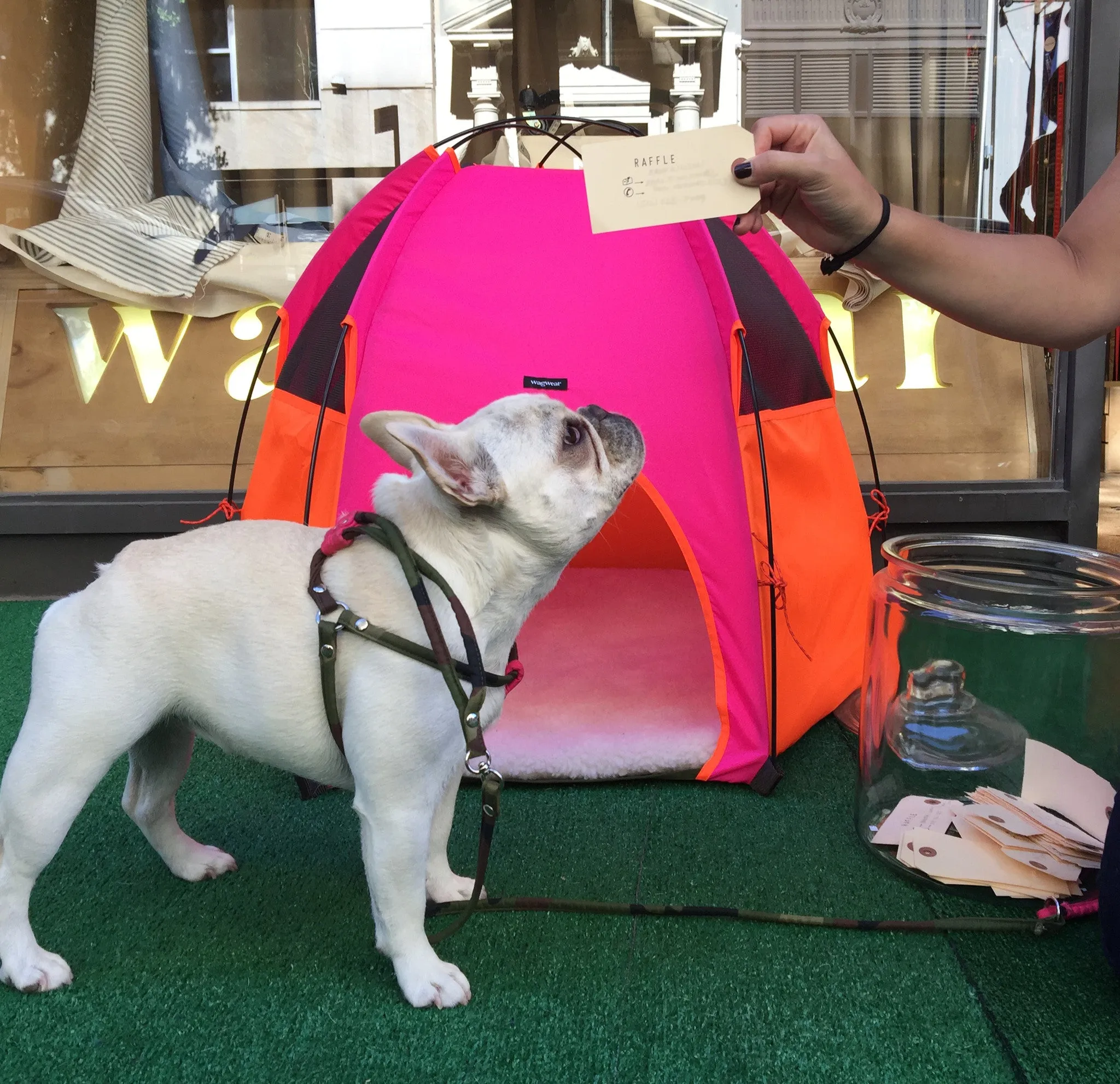 Pup Tent Hound Lounge